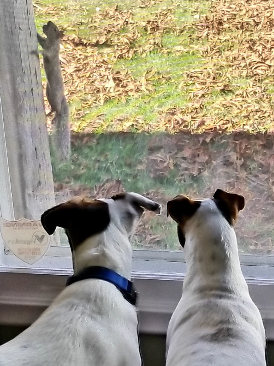 Regi Bachochin: Squirrel patrol